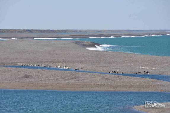 O magnífico visual da Península Valdés, no litoral da  patagônia argentina, com suas colônias de elefantes marinhos